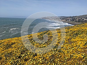 Wavecrest open space preserve