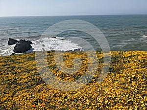 Wavecrest open space preserve