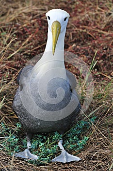 Waved Albatross photo