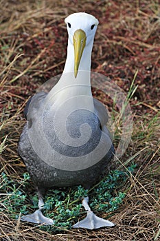 Waved Albatross