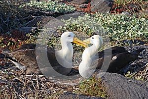 Waved Albatross