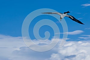 Waved Albatross photo