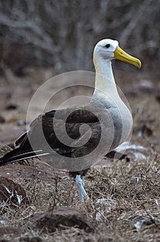 Waved Albatross also known as Galapagos Albatross, in a nesting colony on Isla EspaÃ±ola in the Galapagos Islands