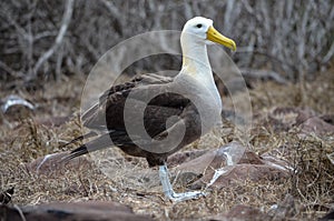 Waved Albatross also known as Galapagos Albatross, in a nesting colony on Isla EspaÃ±ola in the Galapagos Islands