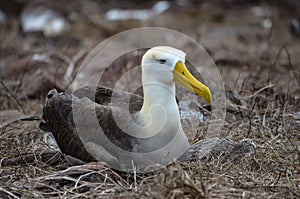 Waved Albatross also known as Galapagos Albatross, in a nesting colony on Isla EspaÃ±ola in the Galapagos Islands