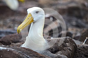 Waved Albatross also known as Galapagos Albatross, in a nesting colony on Isla EspaÃ±ola in the Galapagos Islands