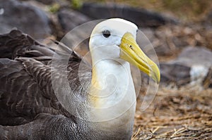 Waved Albatross also known as Galapagos Albatross, in a nesting colony on Isla EspaÃ±ola in the Galapagos Islands