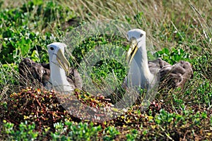 Waved Albatross courtship display