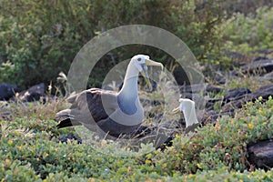 Waved Albatross courtship display