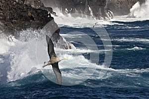 Waved Albatross - Espanola - Galapagos Islands