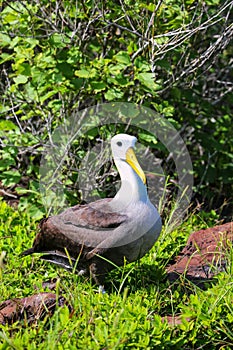 Waved albatross on Espanola Island, Galapagos National park, Ecu