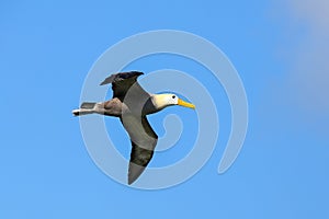 Waved albatross in flight on Espanola Island, Galapagos National park, Ecuador