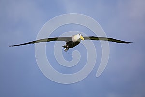 Waved albatross in flight on Espanola Island, Galapagos National park, Ecuador