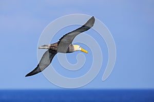 Waved albatross in flight on Espanola Island, Galapagos National park, Ecuador