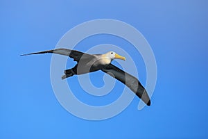 Waved albatross in flight on Espanola Island, Galapagos National park, Ecuador photo