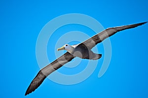 Waved albatross in flight at EspaÃÂ±ola, Gapalagos