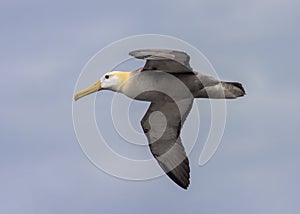 Waved Albatross in flight, Galapagos Islands photo