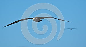 Waved albatross in flight at EspaÃ±ola, Galapagos