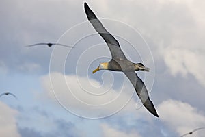 Waved Albatross in flight - Galapagos Island photo