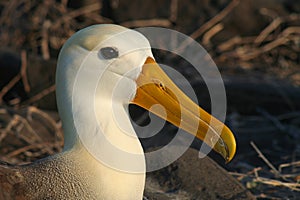 Waved albatross, Galapagos Islands photo