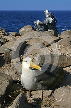 Waved Albatross, GalÃ¡pagos National Park, Ecuador