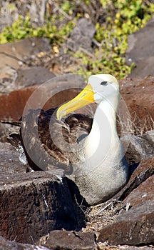 Waved Albatross Nesting on Espanola Island photo