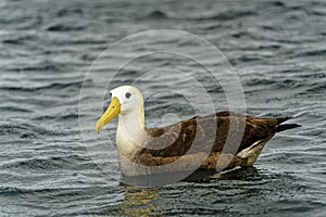 A Waved Albatross off the coast of EspaÃ±ola Island, GalÃ¡pagos Islands, Ecuador