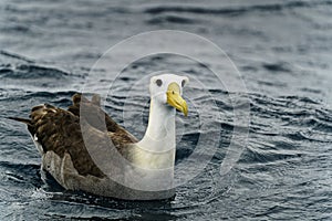 A Waved Albatross off the coast of EspaÃ±ola Island, GalÃ¡pagos Islands, Ecuador