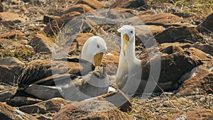 Waved albatross pair preening their feathers on isla espanola in the galapagos