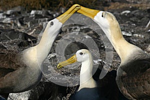 Waved Albatross (Phoebastria irrorata)