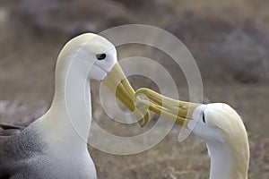Waved Albatross courtship behavior, Galapagos Islands photo