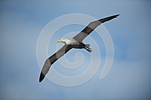 Waved albatross Phoebastria irrorata in flight