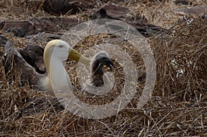 Waved Albatross (Phoebastria irrorata), Galapagos Islands photo