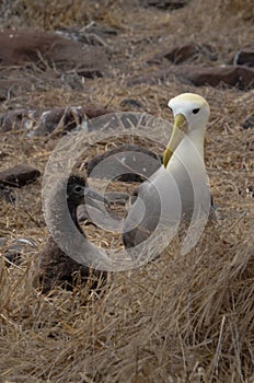 Waved Albatross (Phoebastria irrorata), Galapagos Islands