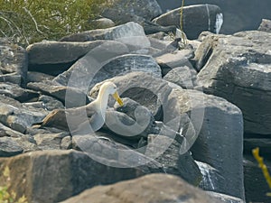A waved albatross takes flight at isla espanola in the galapagos photo