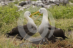 Waved Albatrosses courting photo