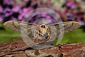 Waved riband moth.