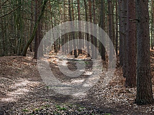 Wavendon Wood Milton Keynes - Tree lined footpath