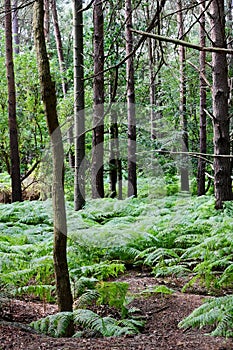 Waveney Forest, St Olaves, Norfolk Broads, Great Yarmouth, Norfolk, England, UK