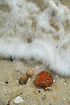 Waves approaching sea shells