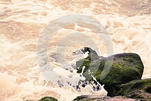 Waves breaking on the stone covered with seaweed