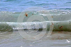 Waves containing seaweed