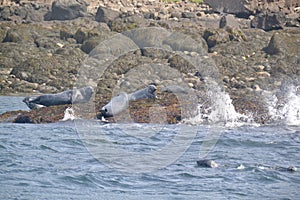 Waves crashing against rocks with resting Grey seals (Halichoerus grypus)
