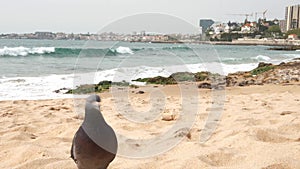Waves crashing on a beach by the Atlantic Ocean in Cascais, Portugal with cute pigeon dance