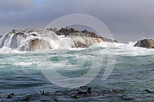 Waves crashing on rocks with sealions