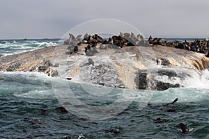 Waves crashing on rocks with sealions