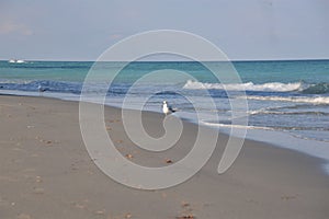 Waves quietly roll toward the sandy beach of this tropical shoreline