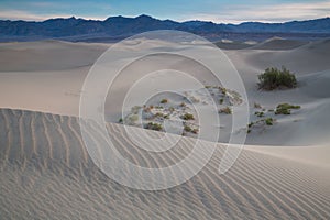 Waves of sand on top of the dunes. Sunrise. Desert in Mesquite F