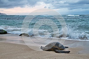 Waves Splattering on a Hawaiian Green Sea Turtle