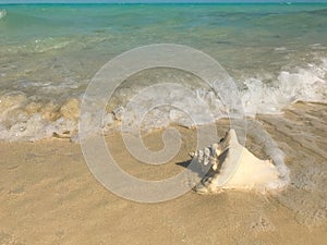 Waves wash up on a conch shell on a beach in Turks and Caicos